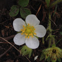 Strawberry flower