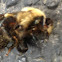 Bumblebee