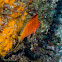 Anthias