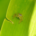 Jumping Spider