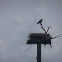 Osprey