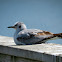 Bonaparte Gull