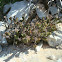stonecrop