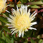 Highway Ice Plant