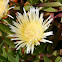 Highway Ice Plant