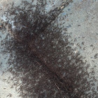 Ant