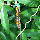 Gulf Fritillary