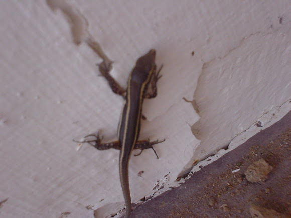 Spotting Image 1