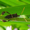 Leptoglossus clypealis Heidemann, 1910