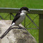 Common Fiscal