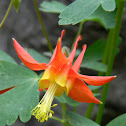 Red Columbine