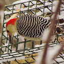 Red Bellied Woodpecker