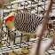 Red Bellied Woodpecker