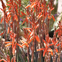 Aloe