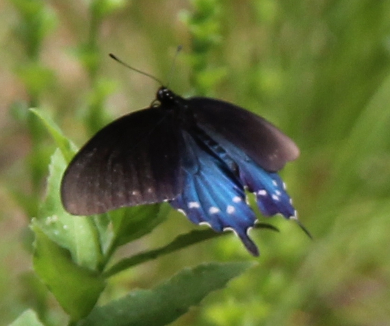 Spotting Image 1