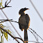 Indian Grey Hornbill