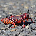 Koppie Foam Grasshopper