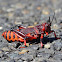 Koppie Foam Grasshopper