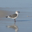 Sea Gull