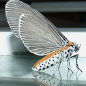 Snouted Tiger Moth