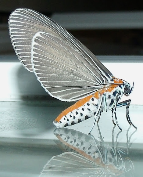 Spotting Image 1