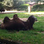 Camel
