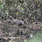 Water Monitor