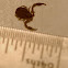 Pseudoscorpian