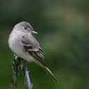 eastern wood-pewee