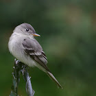 eastern wood-pewee