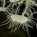 Usnea florida