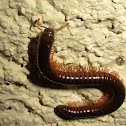 Milipede