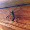 Crane Fly