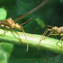 Texas Bow Legged Bug