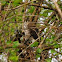Coopers Hawk