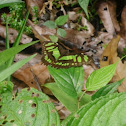 Malachite