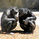 Chimpanzee