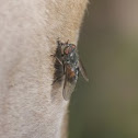 Horse-fly