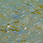 Mosquitofish