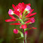 Indian Paintbrush