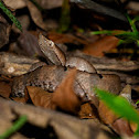 Hump Nosed Pit Viper