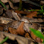 Hump Nosed Pit Viper