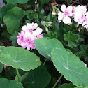 Ivy Geranium