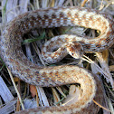 Texas Brown Snake