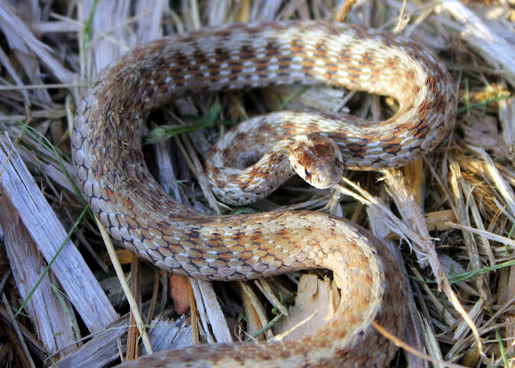 Texas Brown Snake | Project Noah