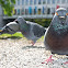 Pigeon