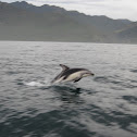 Dusty Dolphin