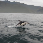 Dusty Dolphin