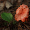 Cinnabar-Red Chanterelle