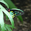 Cairns birdwing butterfly - male